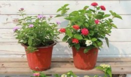 怀化学院爆料新闻视频最新,校园事件引发热议，真相究竟如何？