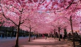 吃瓜QQ群号免费樱花岛,吃瓜QQ群号背后的免费樱花岛奇遇记