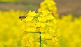 颖儿油菜花爆料视频大全,春日浪漫瞬间大盘点