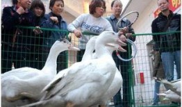 桂林鸡鸭爆料事件最新