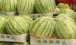 扫一扫免费吃瓜,免费瓜分惊喜，畅享夏日清凉！