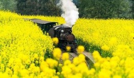 颖儿油菜花爆料视频大全,春日浪漫瞬间大盘点