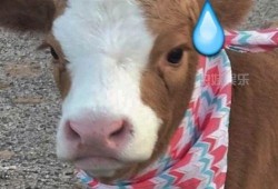 娱乐吃瓜的抖音