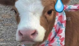 娱乐吃瓜的抖音