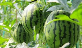 吃瓜现场免费,免费体验，畅享夏日狂欢